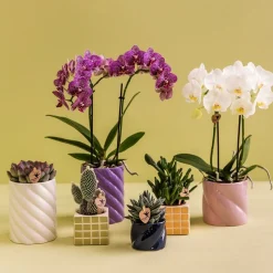 LA GREEN TOUCH - Pot décoratif candy - bleu