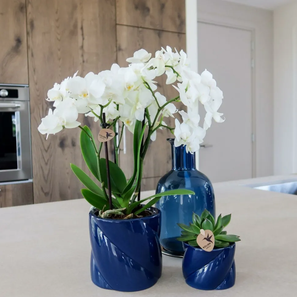 LA GREEN TOUCH - Pot décoratif candy - bleu