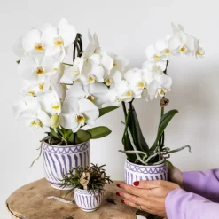 LA GREEN TOUCH - Pot décoratif granada lilas