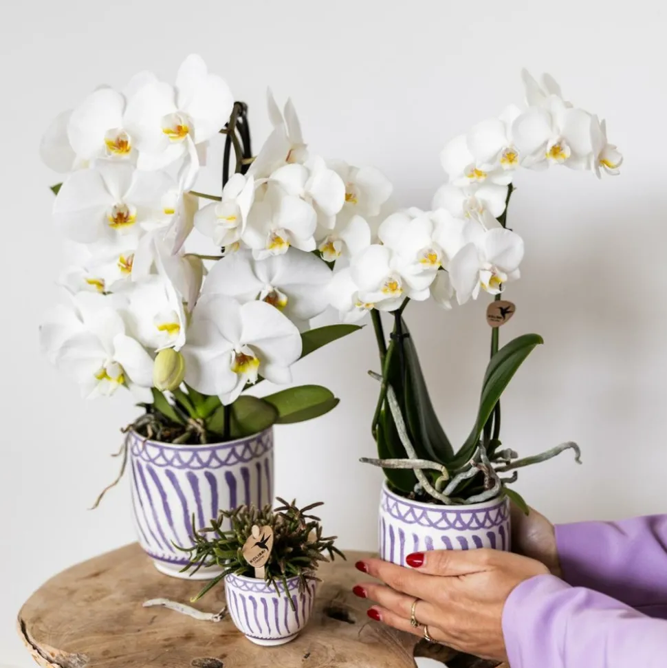 LA GREEN TOUCH - Pot décoratif granada lilas