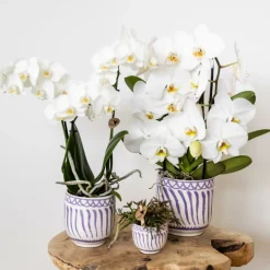 LA GREEN TOUCH - Pot décoratif granada lilas