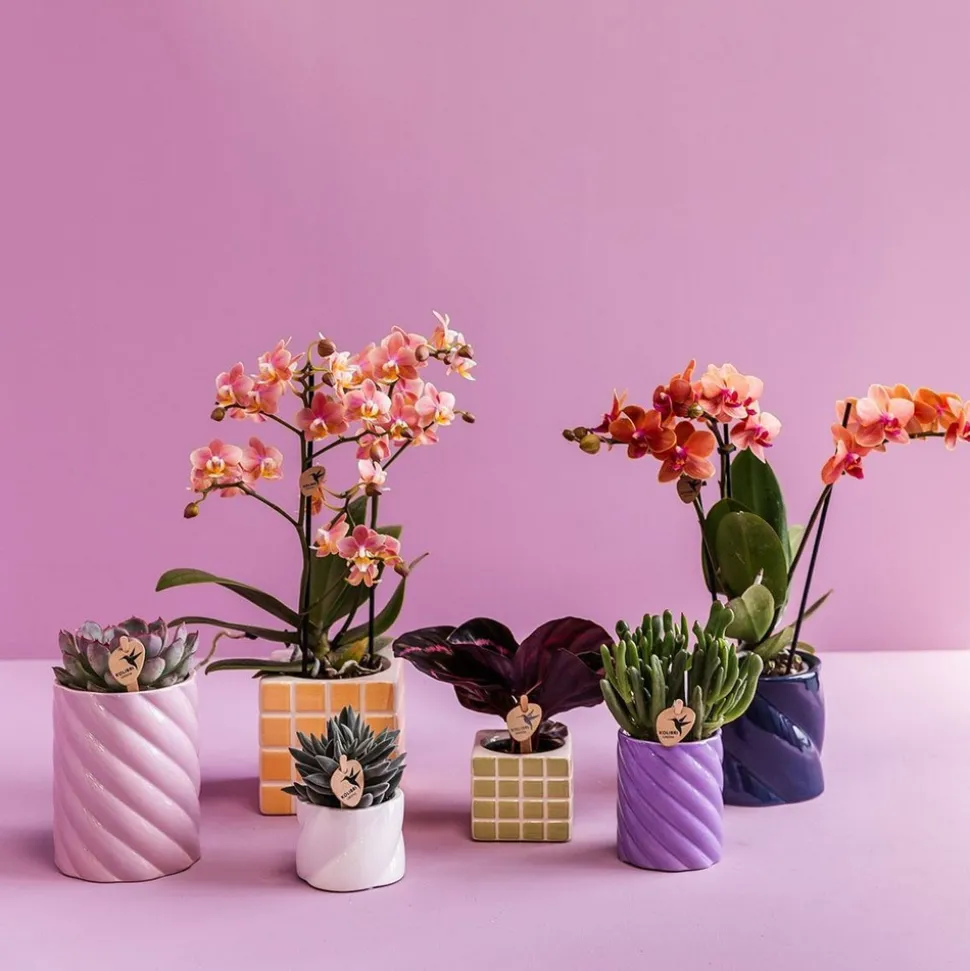 LA GREEN TOUCH - Pot décoratif candy lilas haut