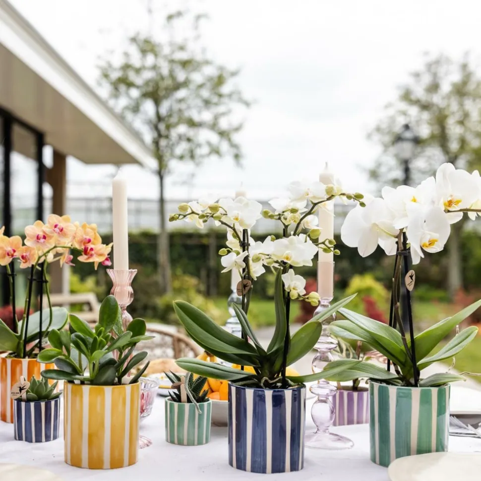LA GREEN TOUCH - Pot décoratif painted stripe turquoise