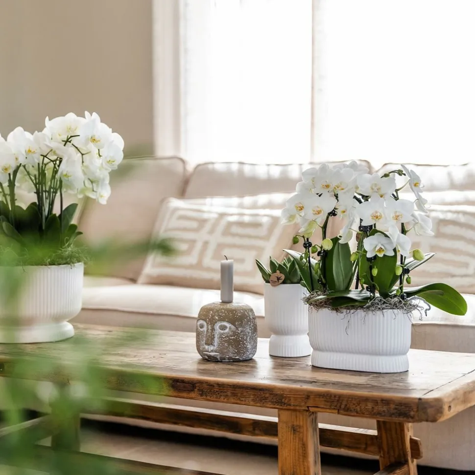 LA GREEN TOUCH - Pot décoratif diabolo blanc