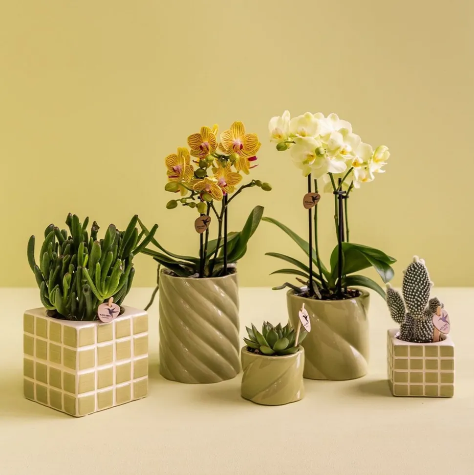 LA GREEN TOUCH - Pot décoratif candy – haut – vert