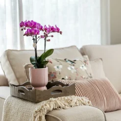 LA GREEN TOUCH - Pot décoratif diabolo rose