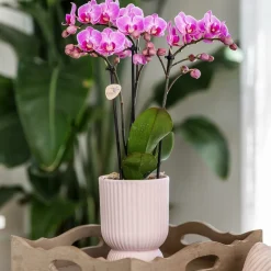 LA GREEN TOUCH - Pot décoratif diabolo rose