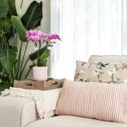 LA GREEN TOUCH - Pot décoratif diabolo rose