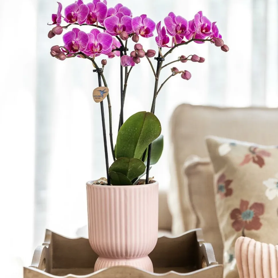 LA GREEN TOUCH - Pot décoratif diabolo rose