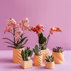 LA GREEN TOUCH - Pot décoratif candy - pêche