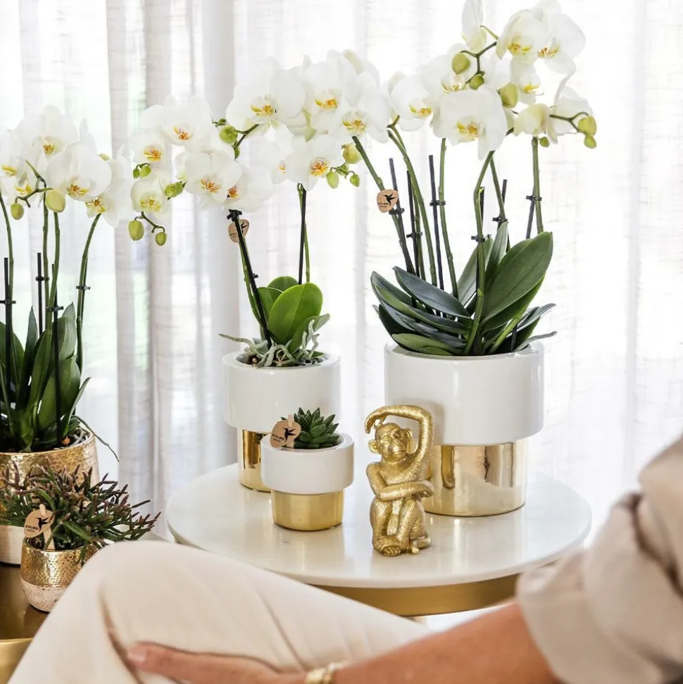 LA GREEN TOUCH - Pot décoratif lush en céramique