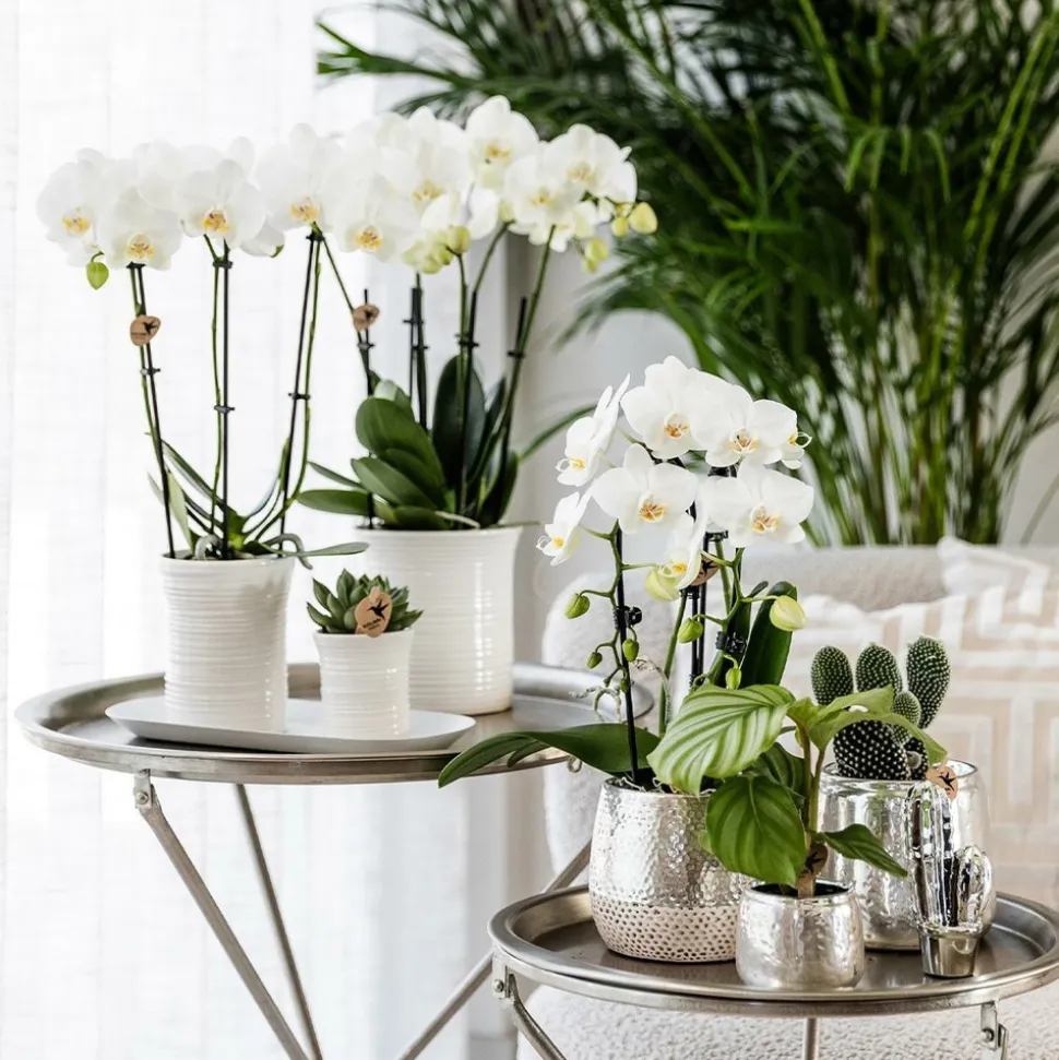 LA GREEN TOUCH - Pot décoratif elite argenté brillant