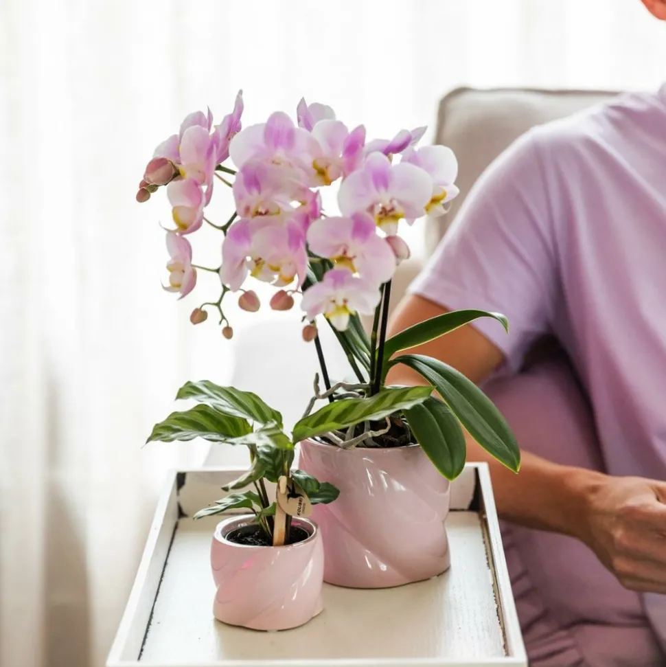 LA GREEN TOUCH - Pot décoratif candy rose