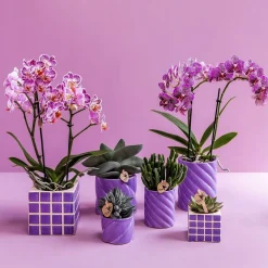 LA GREEN TOUCH - Pot décoratif candy - lilas