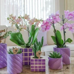 LA GREEN TOUCH - Pot décoratif candy - lilas