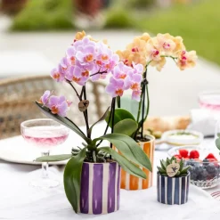 LA GREEN TOUCH - Pot décoratif painted stripe - lilas