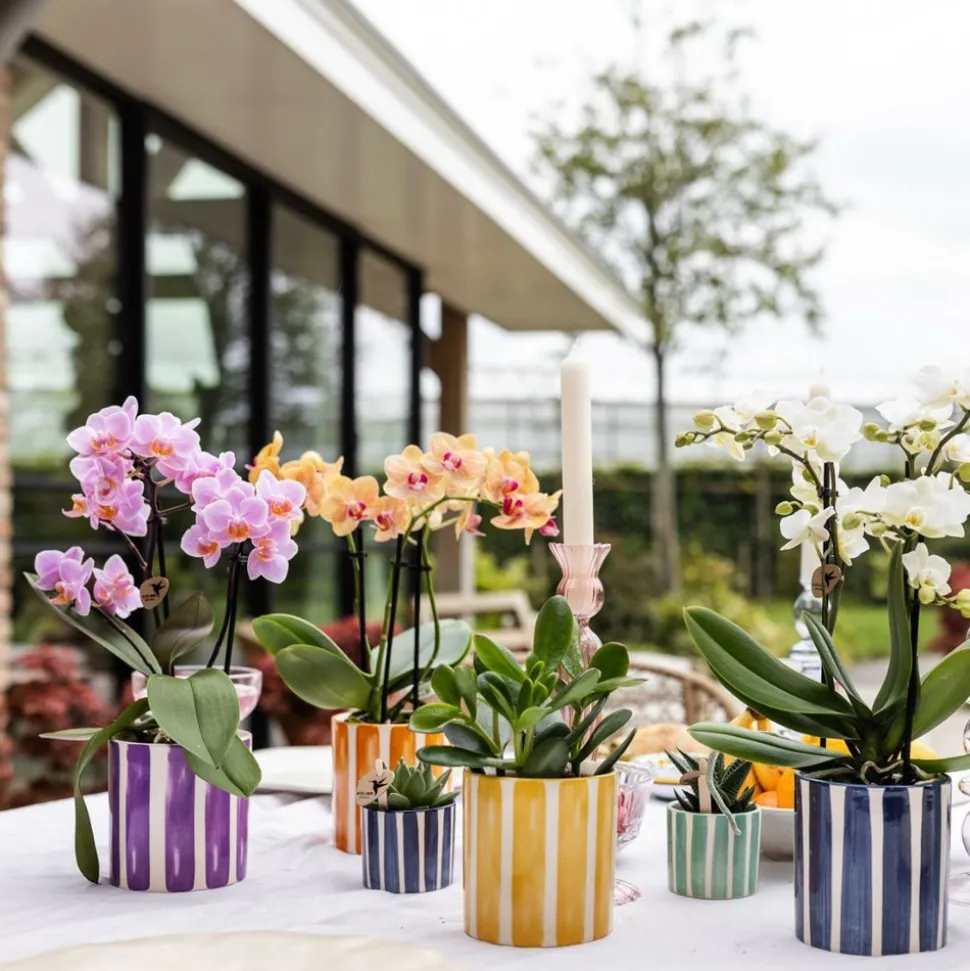 LA GREEN TOUCH - Pot décoratif painted stripe - lilas