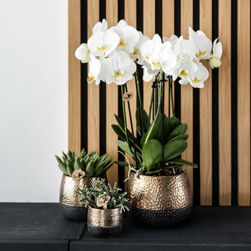 LA GREEN TOUCH - Pot décoratif citrus cuivre élité