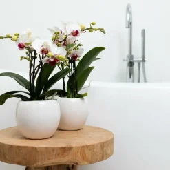 LA GREEN TOUCH - Pot décoratif en céramique blanche