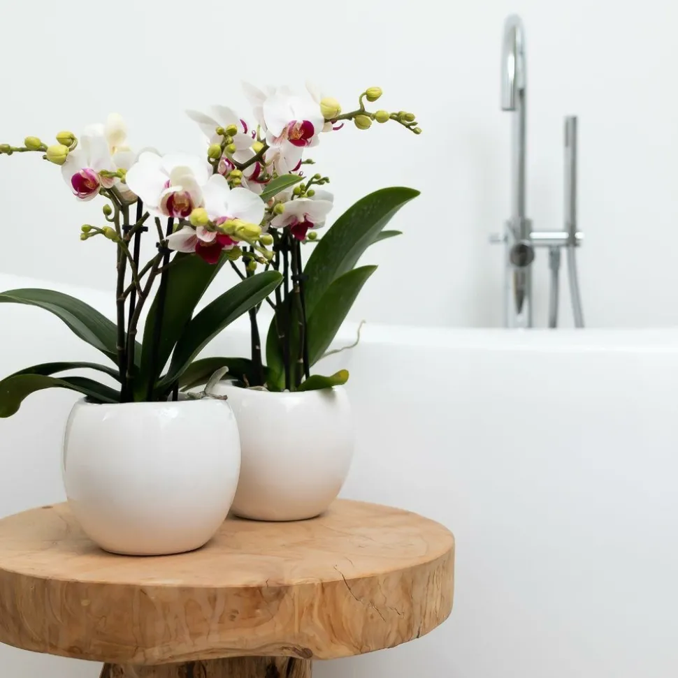 LA GREEN TOUCH - Pot décoratif en céramique blanche