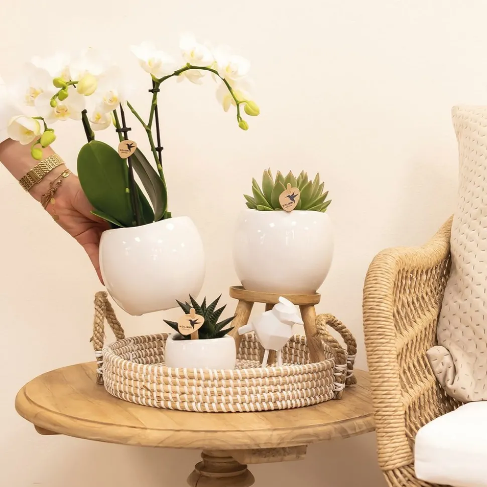 LA GREEN TOUCH - Pot décoratif en céramique blanche