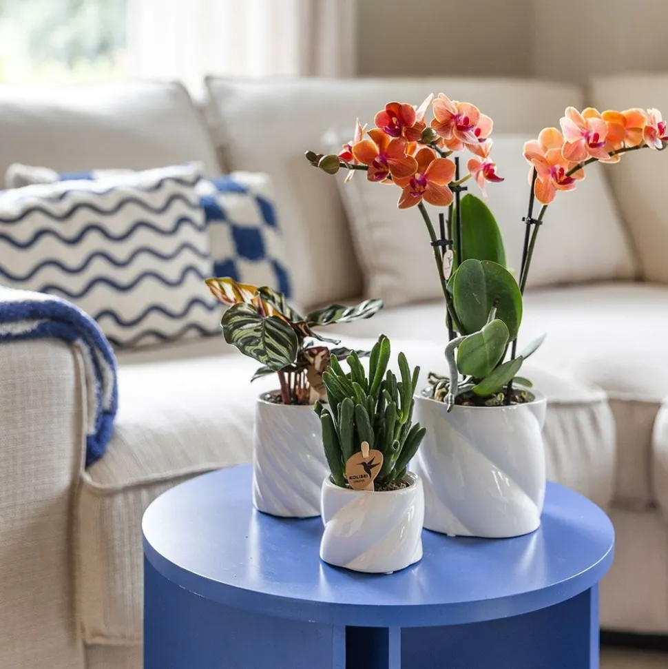 LA GREEN TOUCH - Pot décoratif candy blanc