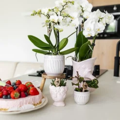 LA GREEN TOUCH - Pot décoratif fish rose