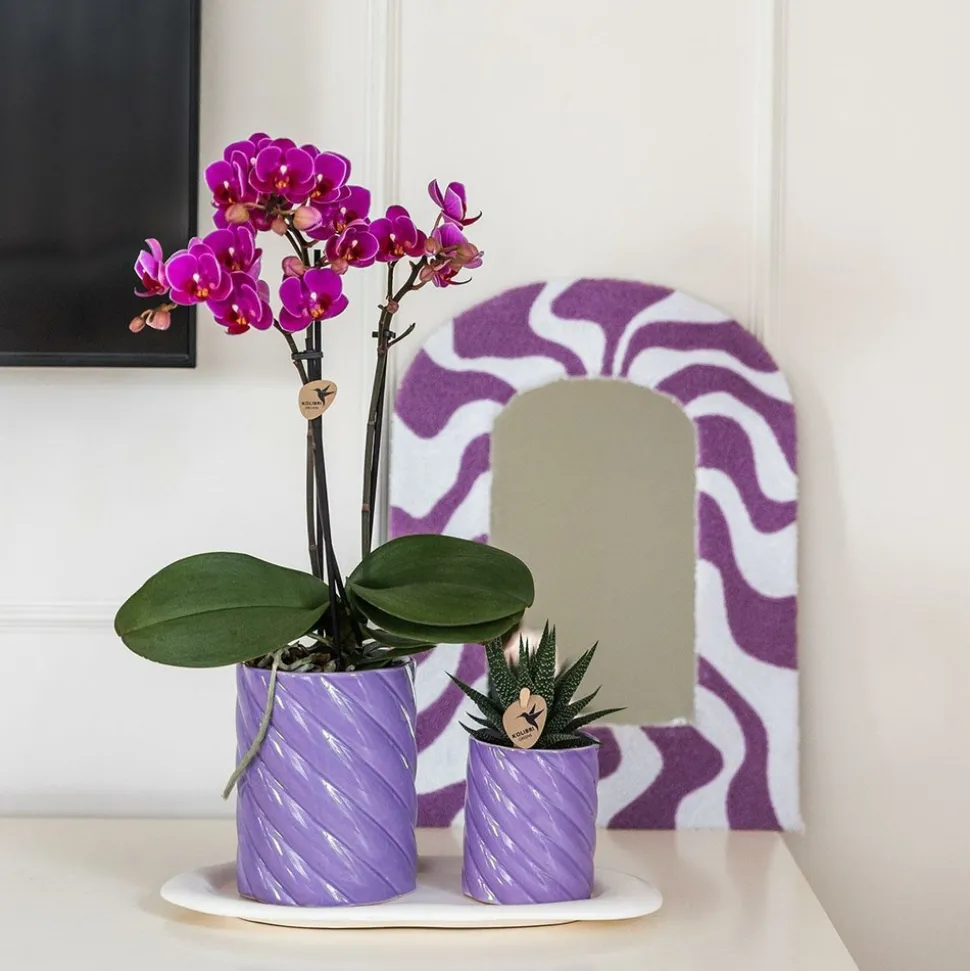 LA GREEN TOUCH - Pot décoratif candy lilas