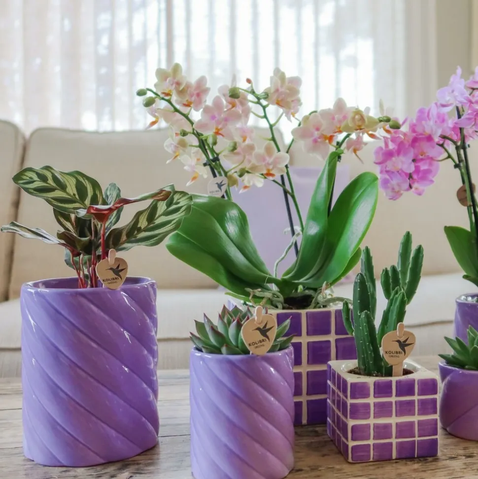 LA GREEN TOUCH - Pot décoratif candy lilas