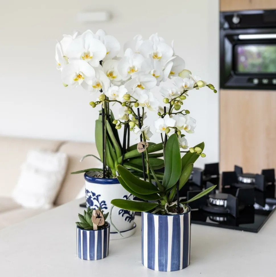 LA GREEN TOUCH - Pot décoratif painted stripe - bleu