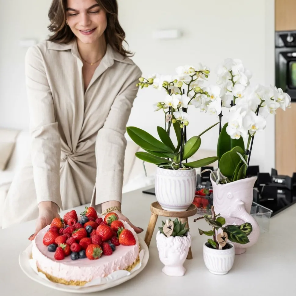 LA GREEN TOUCH - Pot décoratif granada rose