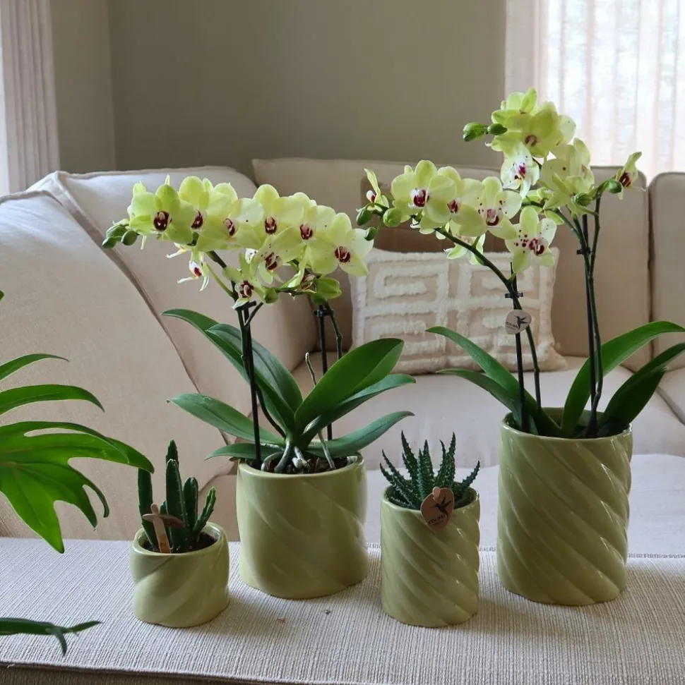 LA GREEN TOUCH - Pot décoratif candy - vert vibrant