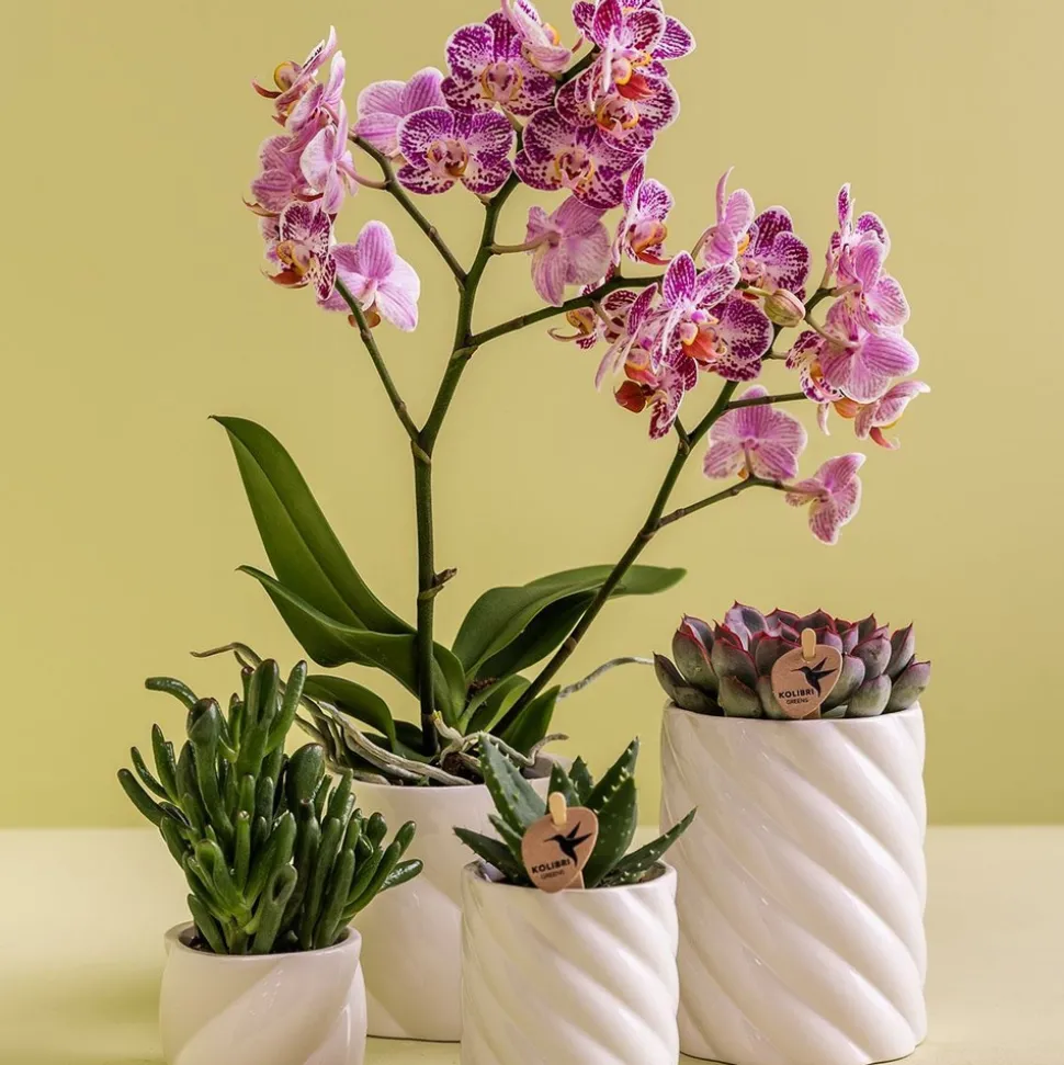 LA GREEN TOUCH - Pot décoratif candy - blanc