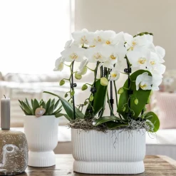 LA GREEN TOUCH - Pot diabolo blanc décoratif