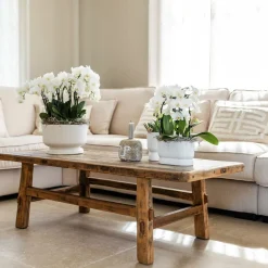 LA GREEN TOUCH - Pot diabolo blanc décoratif