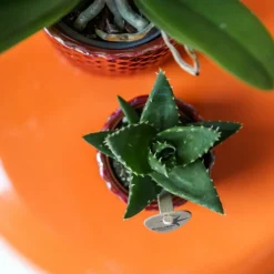 LA GREEN TOUCH - Pot diamond pearl rouge