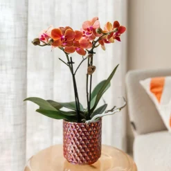 LA GREEN TOUCH - Pot diamond pearl rouge