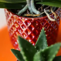 LA GREEN TOUCH - Pot diamond pearl rouge