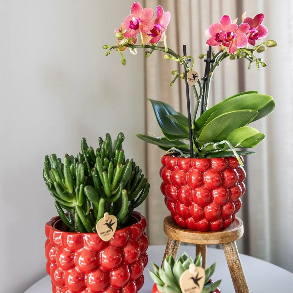 LA GREEN TOUCH - Pot en céramique rouge