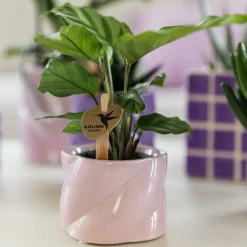 LA GREEN TOUCH - Pot en céramique candy rose