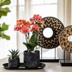 LA GREEN TOUCH - Pot moon noir - texture lunaire