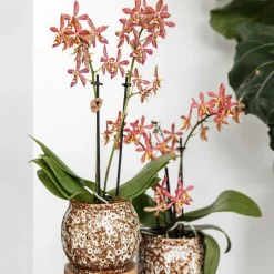 LA GREEN TOUCH - Pot safari en céramique fait main