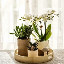 LA GREEN TOUCH - Sierpot blanc rustique