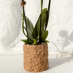 LA GREEN TOUCH - Sierpot star fish marron