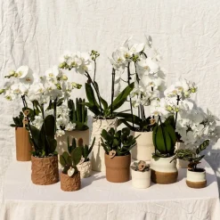 LA GREEN TOUCH - Sierpot star fish marron