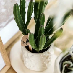 LA GREEN TOUCH - Star fish - pot décoratif - sable