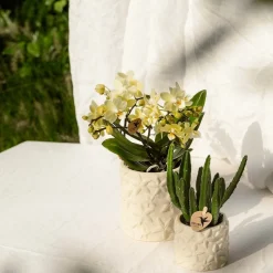 LA GREEN TOUCH - Star fish pot décoratif - sable