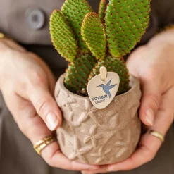 LA GREEN TOUCH - Star fish - pot décoratif marron