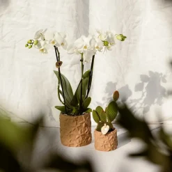 LA GREEN TOUCH - Star fish - pot décoratif marron