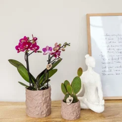 LA GREEN TOUCH - Star fish - pot décoratif marron